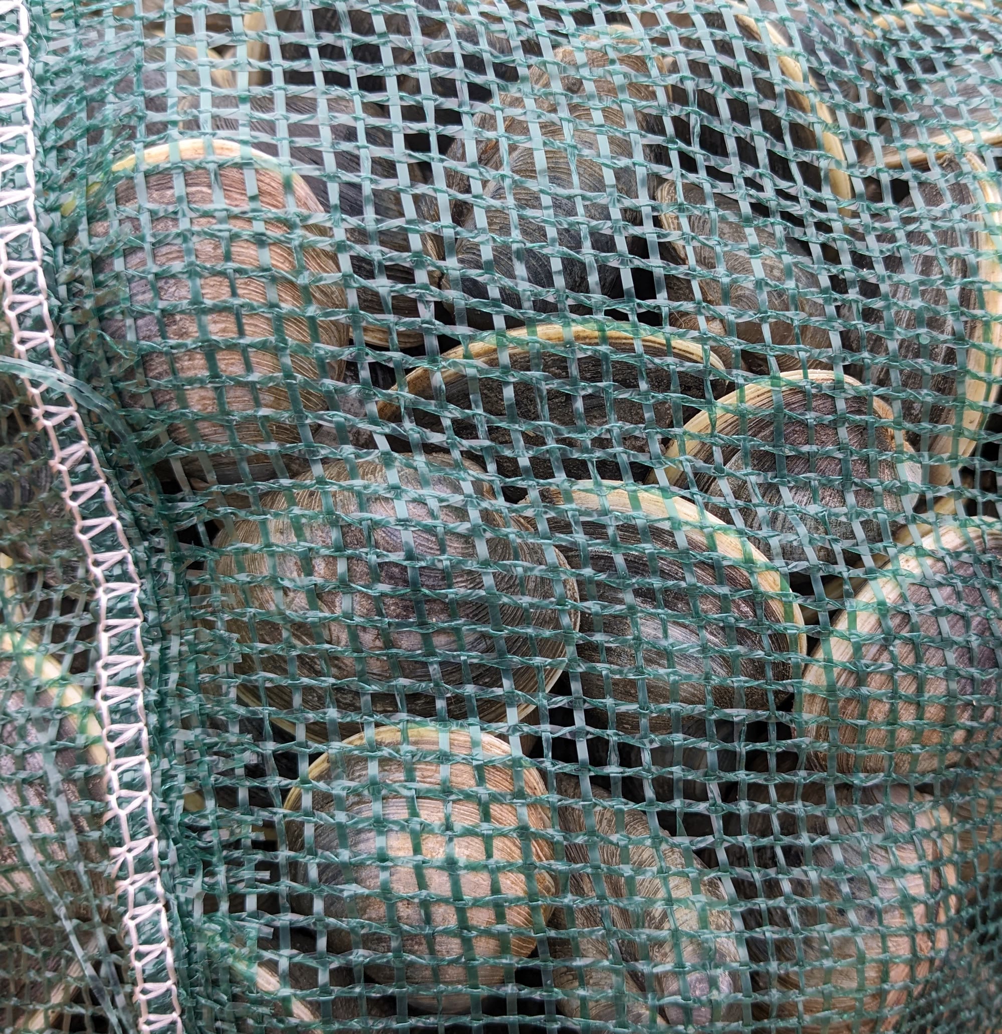 Clams packed in a green mesh grow-out bag