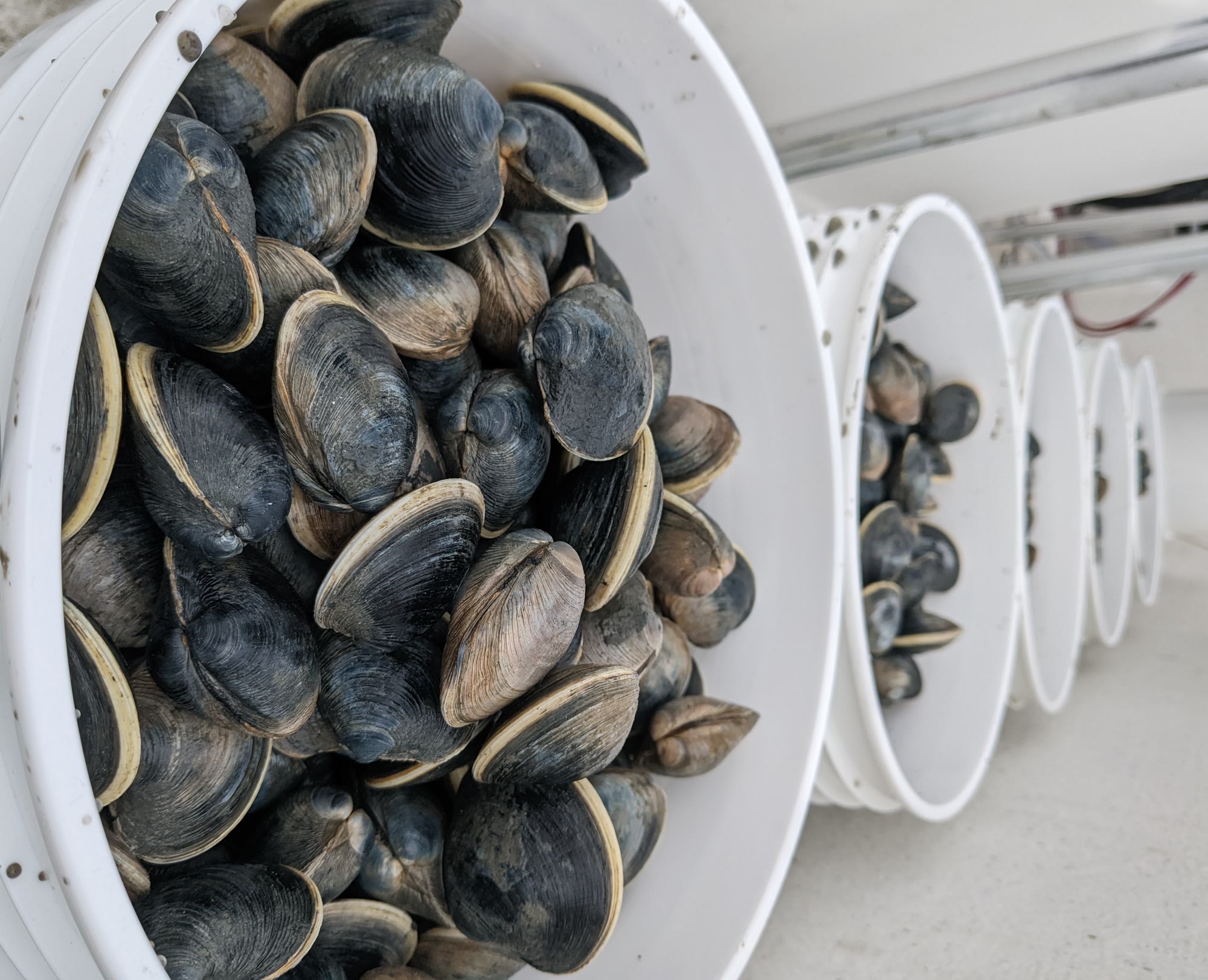 White buckets full of freshly harvested clams